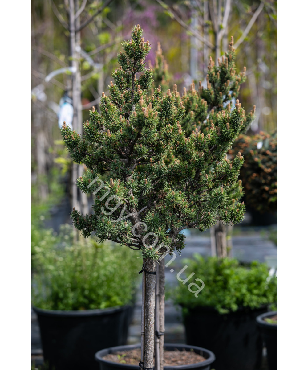Сосна Банкса Банска Ставница (Pinus Banksiana Banska Stavnica)