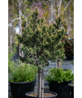Сосна Банкса Банска Ставница (Pinus Banksiana Banska Stavnica)