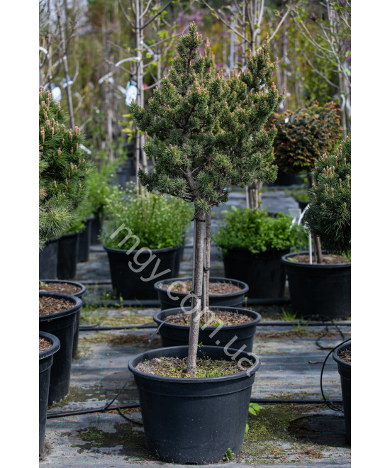 Сосна Банкса Банска Ставница (Pinus Banksiana Banska Stavnica)