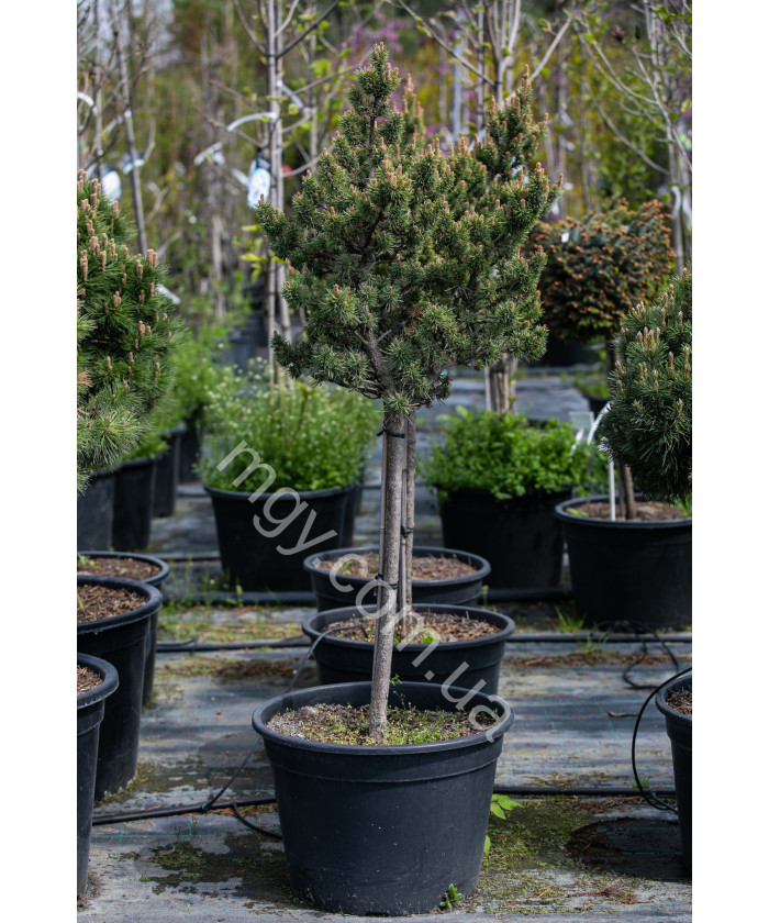 Сосна Банкса Банска Ставница (Pinus Banksiana Banska Stavnica)