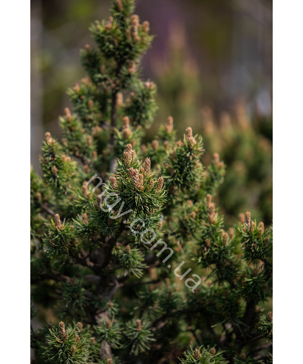 Сосна Банкса Банска Ставница (Pinus Banksiana Banska Stavnica)