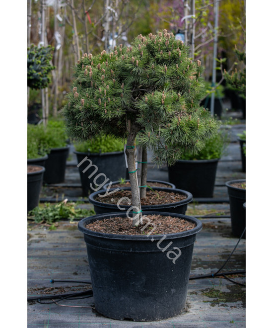 Сосна Чорна 'Марі Брегон' (Pinus Nigra Marie Bregeon)