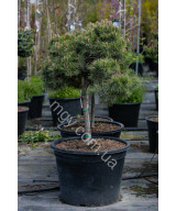 Сосна Чорна 'Марі Брегон' (Pinus Nigra Marie Bregeon)