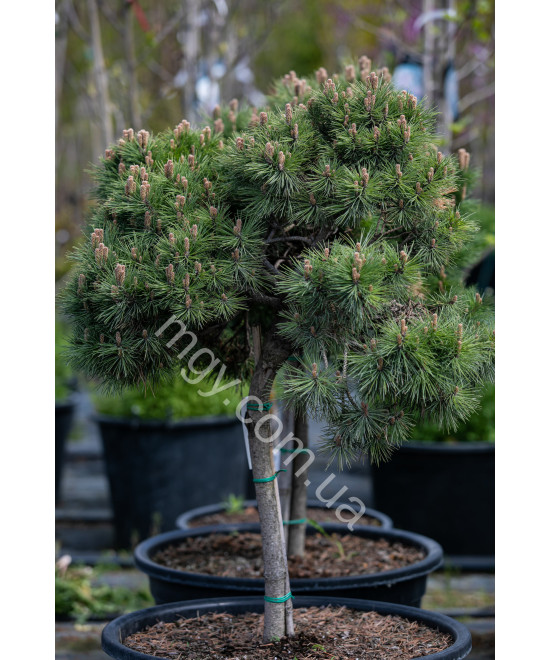 Сосна Чорна 'Марі Брегон' (Pinus Nigra Marie Bregeon)
