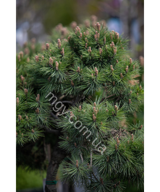 Сосна Чорна 'Марі Брегон' (Pinus Nigra Marie Bregeon)