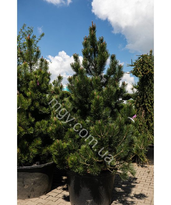 Сосна Білокора  (Pinus Leucodermis)