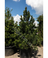 Сосна Білокора  (Pinus Leucodermis)