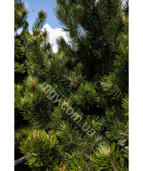 Сосна Білокора  (Pinus Leucodermis)