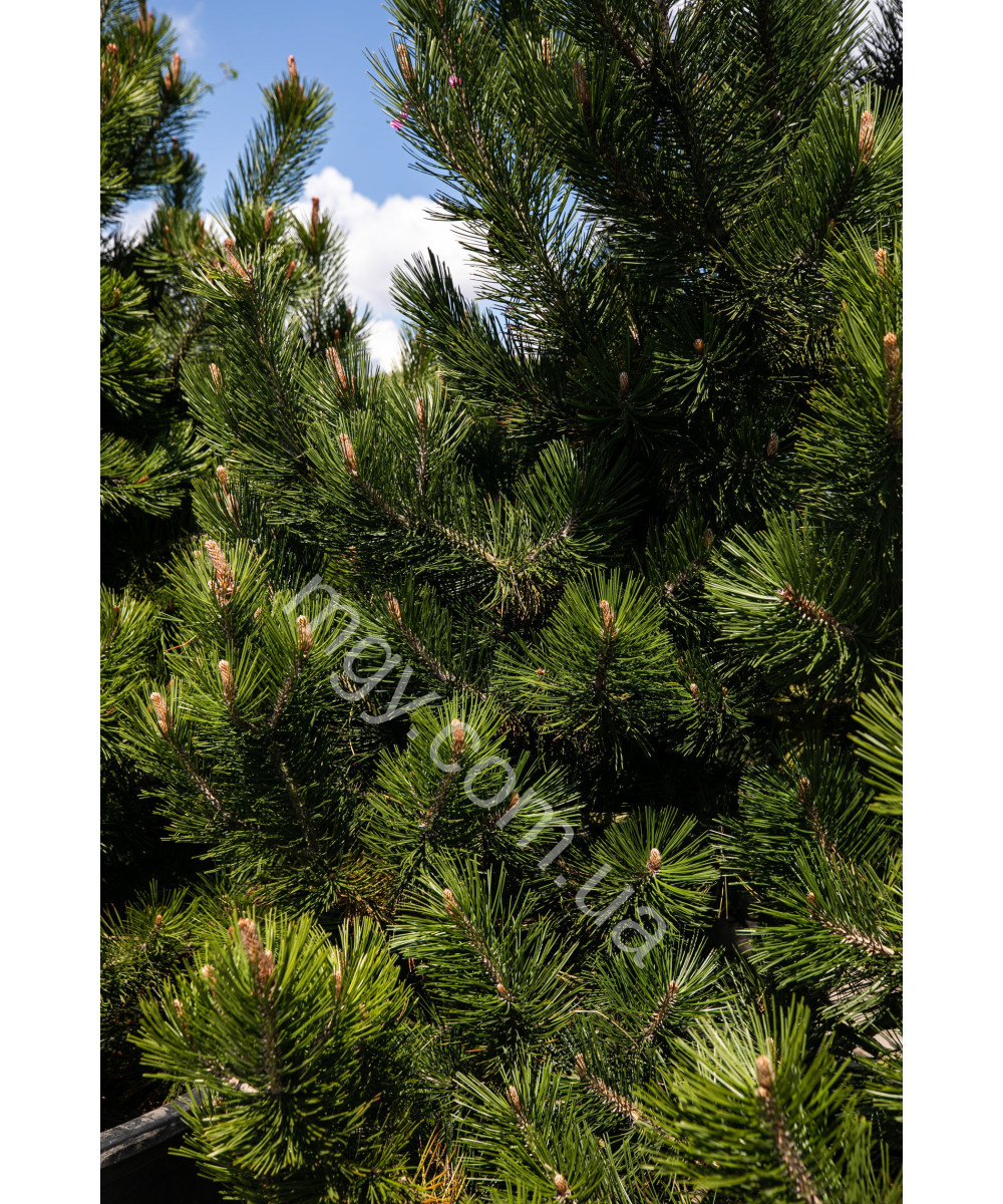 Сосна Білокора  (Pinus Leucodermis)