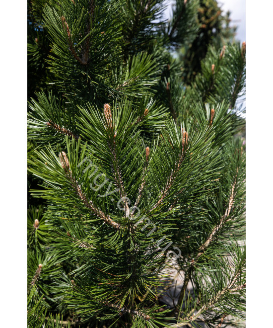 Сосна Білокора  (Pinus Leucodermis)