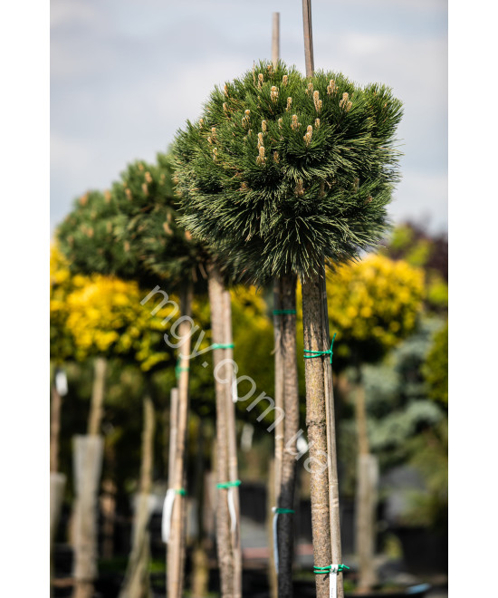 Сосна (Pinus )