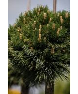 Сосна (Pinus )