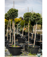 Сосна (Pinus )