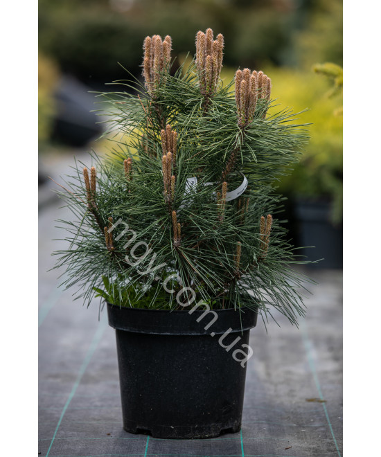 Сосна чорна Глобоз (Pinus nigra Globosa)