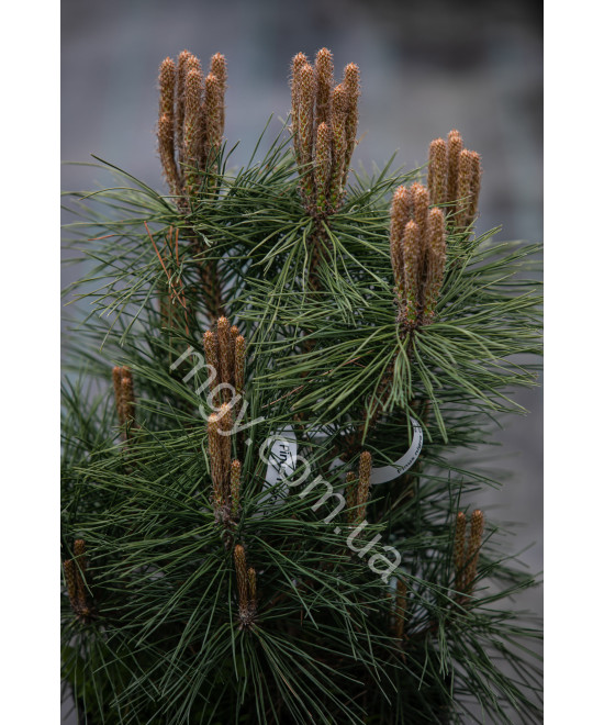 Сосна чорна Глобоз (Pinus nigra Globosa)