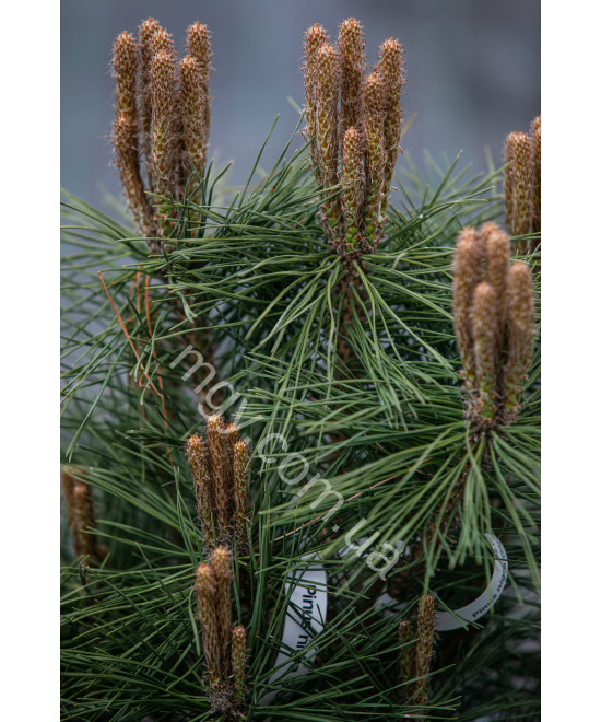Сосна чорна Глобоз (Pinus nigra Globosa)