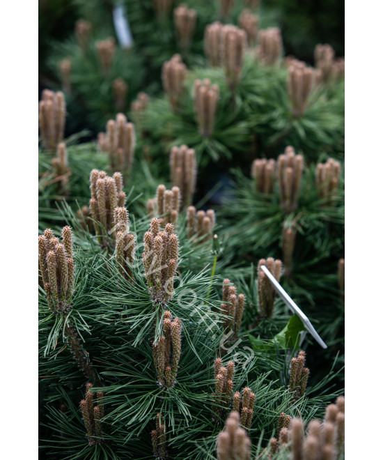 Сосна чорна Глобоз (Pinus nigra Globosa)