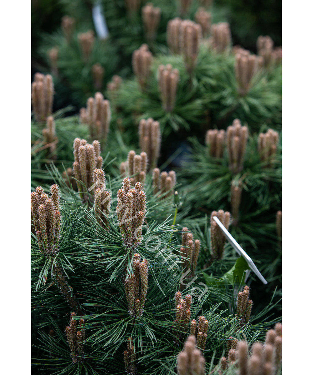 Сосна чорна Глобоз (Pinus nigra Globosa)