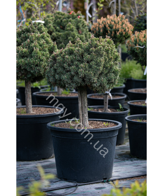 Сосна гірська Шервуд Компакт (Pinus mugo Sherwood Compact)