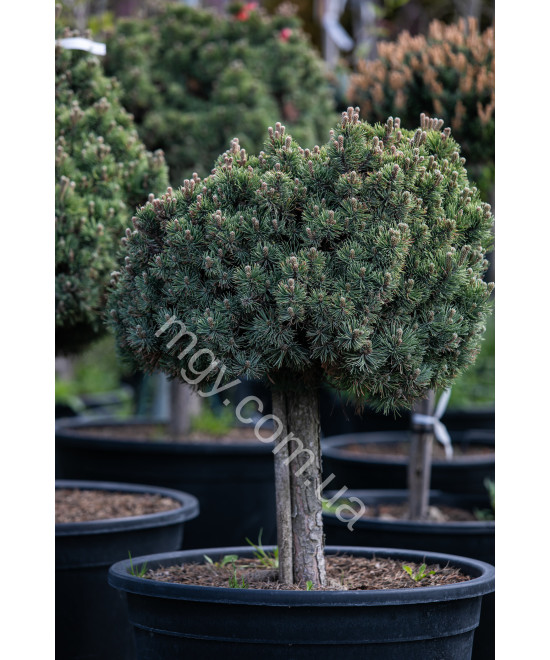 Сосна гірська Шервуд Компакт (Pinus mugo Sherwood Compact)