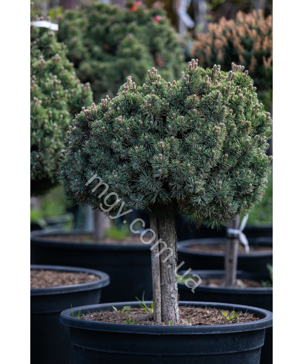 Сосна гірська Шервуд Компакт (Pinus mugo Sherwood Compact)