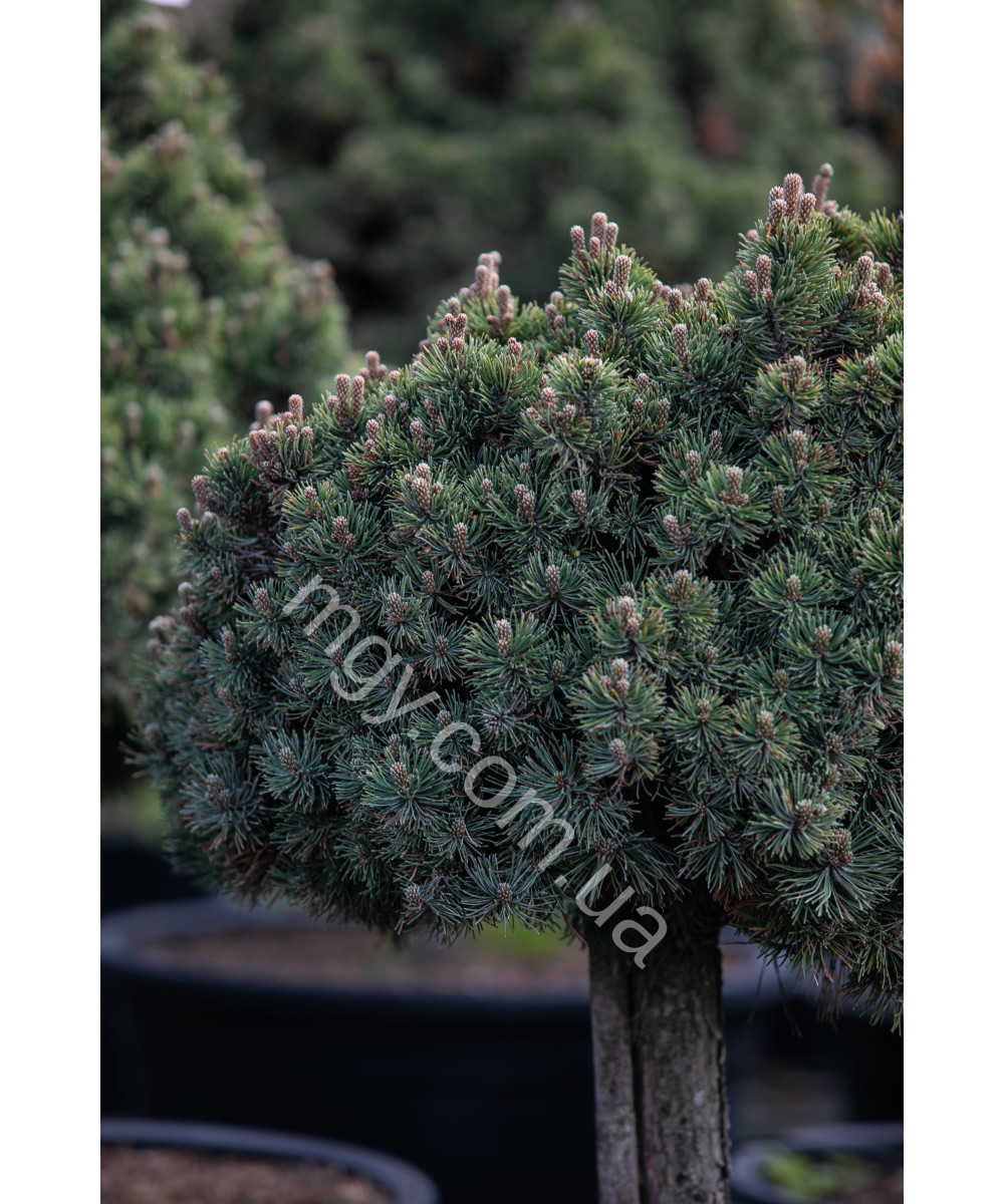 Сосна гірська Шервуд Компакт (Pinus mugo Sherwood Compact)