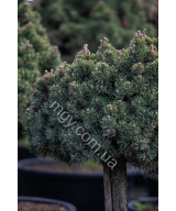Сосна гірська Шервуд Компакт (Pinus mugo Sherwood Compact)