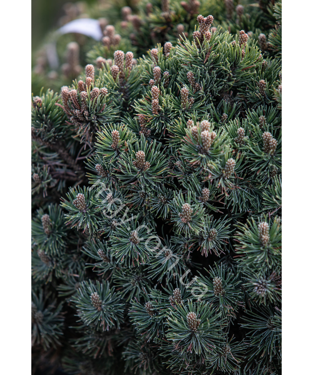 Сосна гірська Шервуд Компакт (Pinus mugo Sherwood Compact)