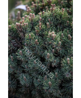 Сосна гірська Шервуд Компакт (Pinus mugo Sherwood Compact)