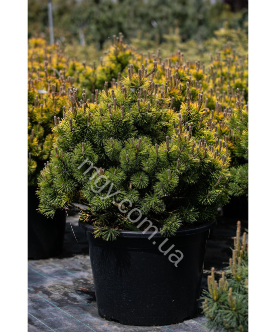 Сосна Гірська Вінтер Голд (Pinus Mugo Winter Gold)