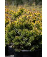 Сосна Гірська Вінтер Голд (Pinus Mugo Winter Gold)