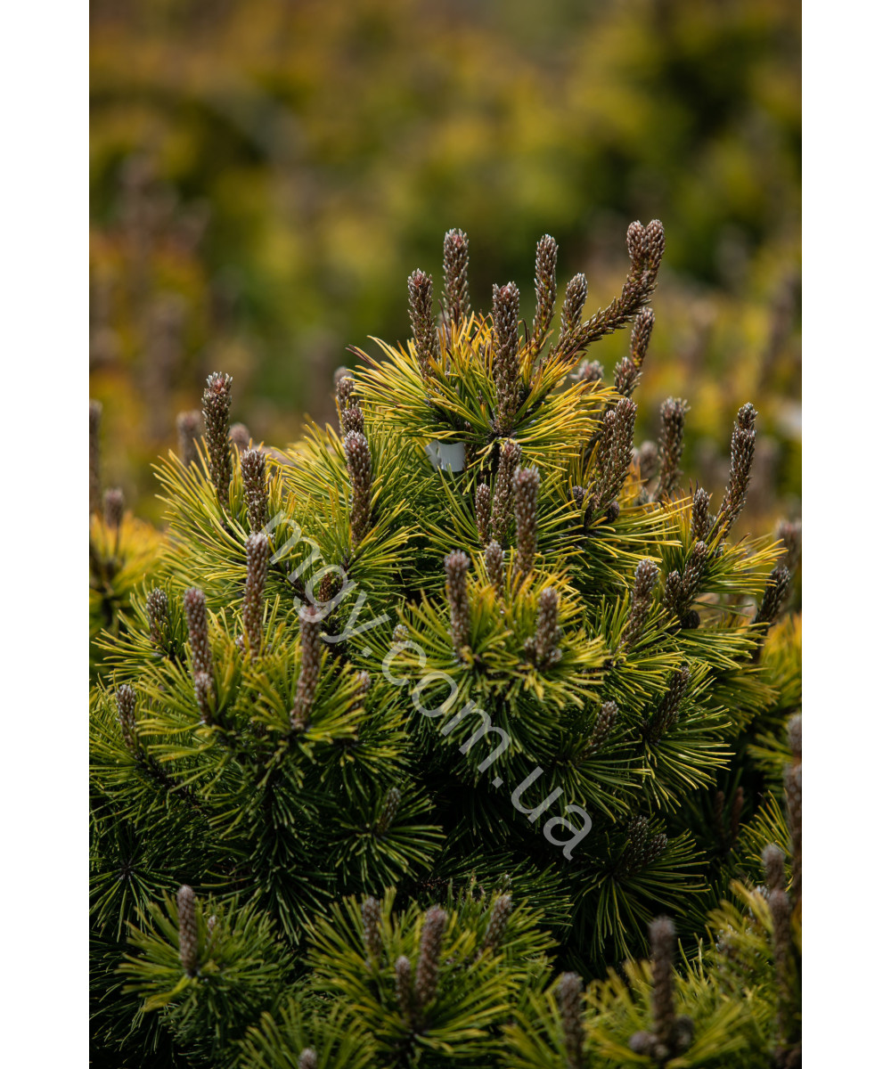 Сосна Гірська Вінтер Голд (Pinus Mugo Winter Gold)