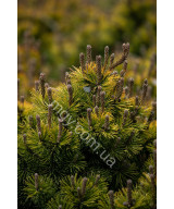 Сосна Гірська Вінтер Голд (Pinus Mugo Winter Gold)