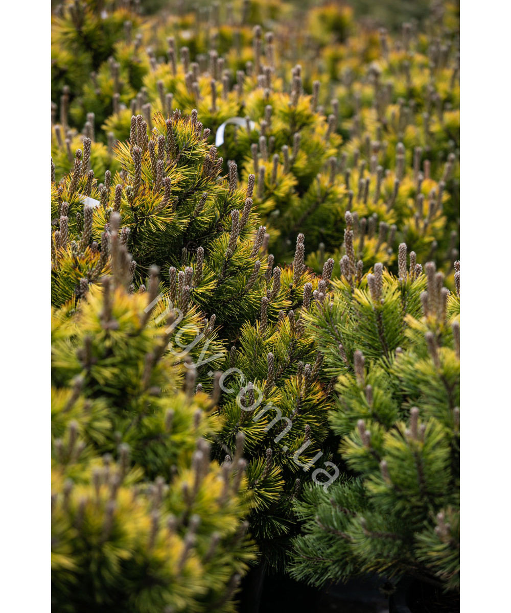 Сосна Гірська Вінтер Голд (Pinus Mugo Winter Gold)