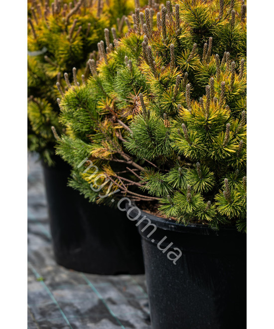 Сосна Гірська Вінтер Голд (Pinus Mugo Winter Gold)