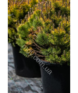 Сосна Гірська Вінтер Голд (Pinus Mugo Winter Gold)