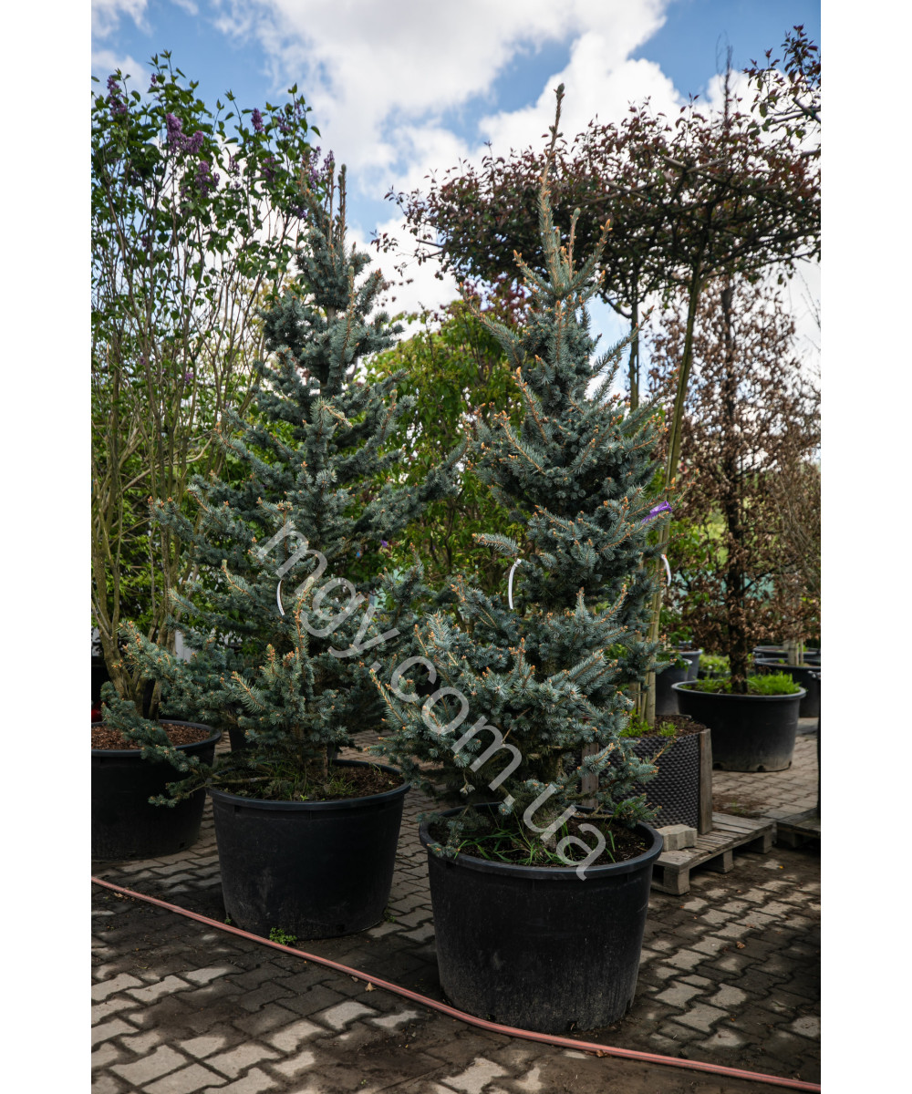 Ялина колюча Фокстаіл (Picea pungens Foxtail)