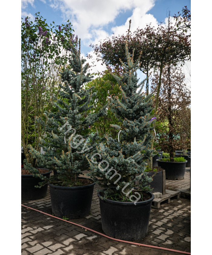 Ялина колюча Фокстаіл (Picea pungens Foxtail)