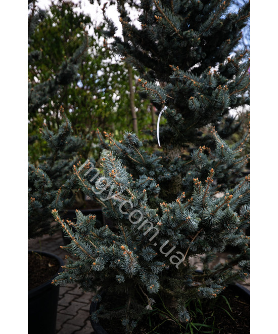 Ялина колюча Фокстаіл (Picea pungens Foxtail)
