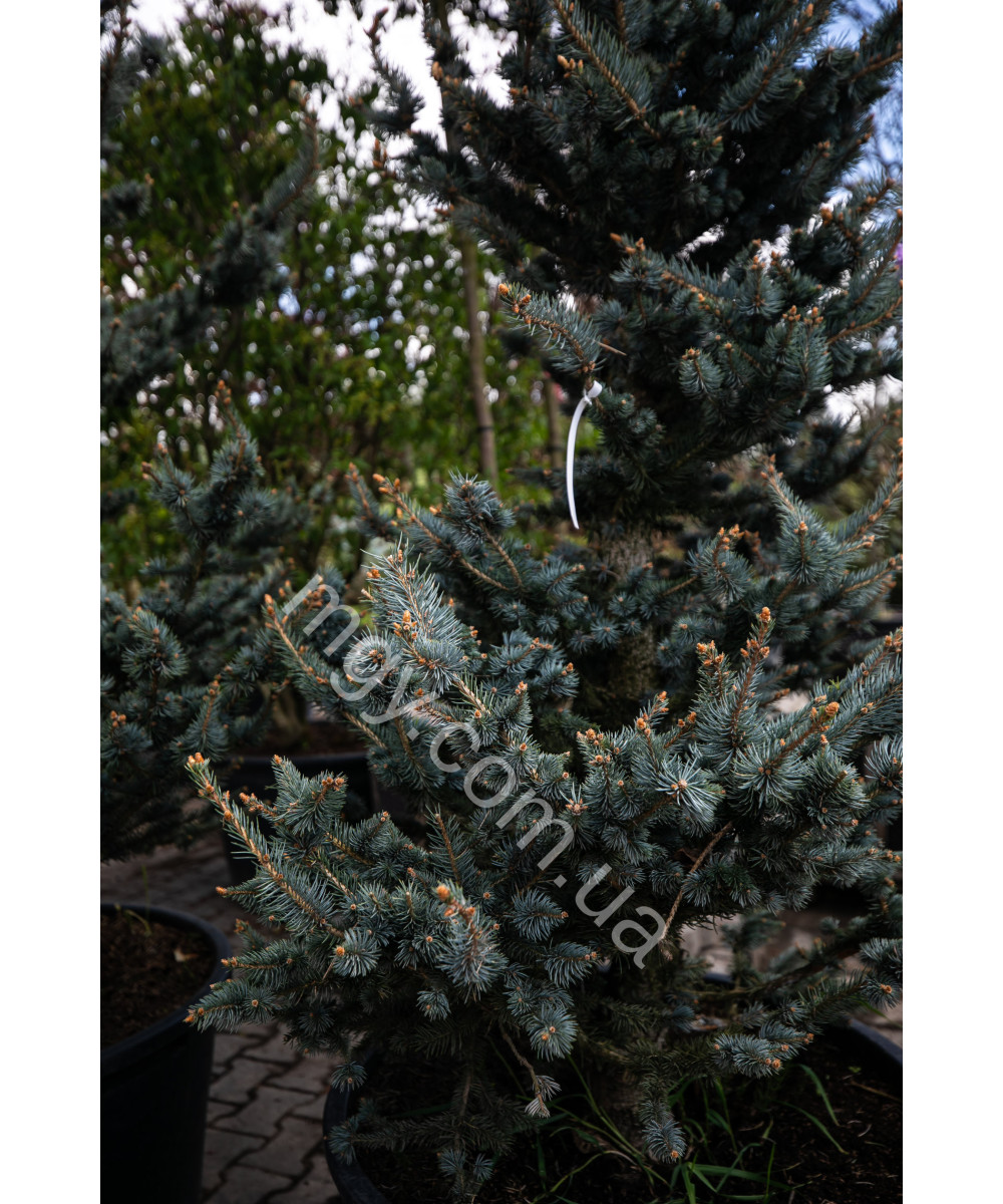 Ялина колюча Фокстаіл (Picea pungens Foxtail)