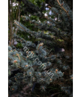 Ялина колюча Фокстаіл (Picea pungens Foxtail)