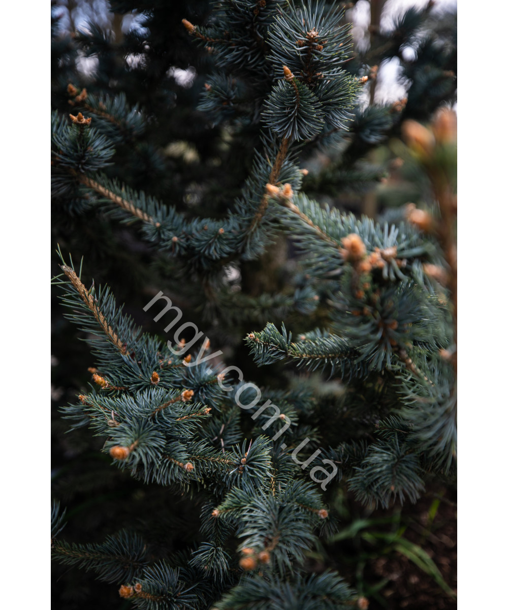 Ялина колюча Фокстаіл (Picea pungens Foxtail)