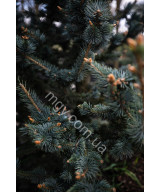 Ялина колюча Фокстаіл (Picea pungens Foxtail)