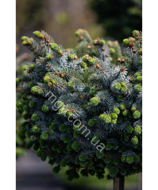 Ялина Сітхінська 'Зільберцверг' (Picea Sitchensis Silberzwerg/St)