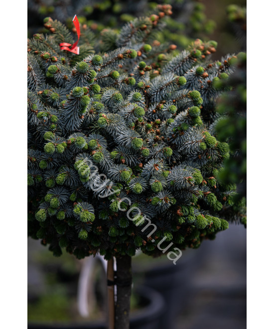 Ялина Сітхінська 'Зільберцверг' (Picea Sitchensis Silberzwerg/St)
