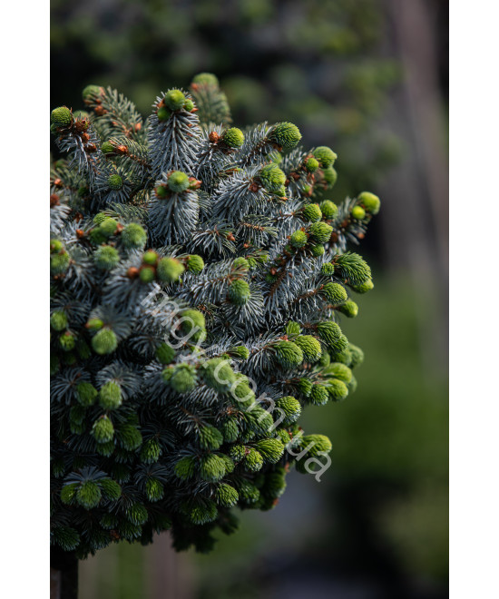 Ялина Сітхінська 'Зільберцверг' (Picea Sitchensis Silberzwerg/St)