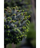 Ялина Сітхінська 'Зільберцверг' (Picea Sitchensis Silberzwerg/St)