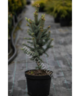 Ялина колюча Iзелi Фастiгiата(Picea pungens Iseli Fastigiata)