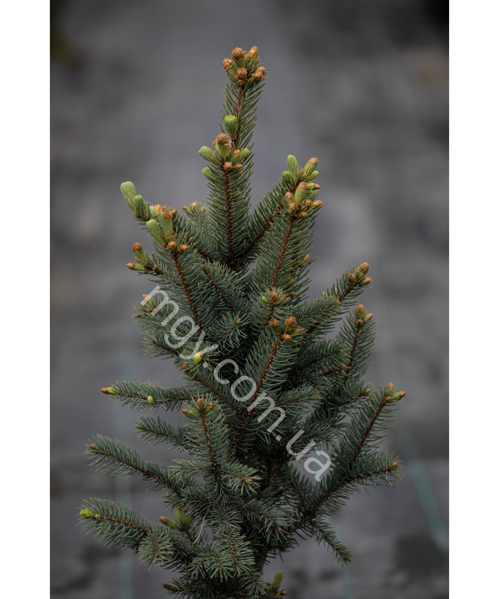 Ялина колюча Iзелi Фастiгiата(Picea pungens Iseli Fastigiata)