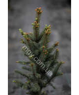 Ялина колюча Iзелi Фастiгiата(Picea pungens Iseli Fastigiata)
